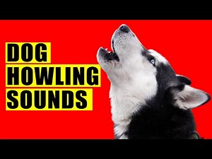 Dog Howling Sounds to Make your Dog Howl (Guaranteed). Dogs Howl Sound Effects. Loud Howling. Howls