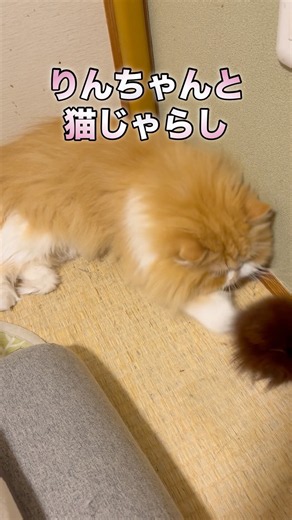 【これがりんちゃんの遊び方】りんちゃんの猫じゃらしの遊び方💕