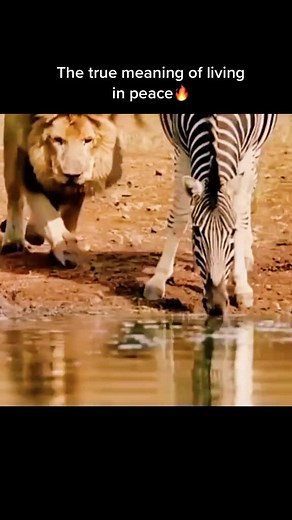 #animalsworld #short #animals #wildlife