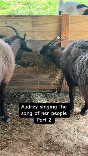 My sweet little singer of the blues. She really enjoys her hay.#goats #hay #singing