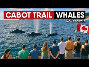 ULTIMATE Whale Watching EXPERIENCE, Pleasant Bay (Cabot Trail, Cape Breton Island) Nova Scotia