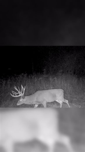 @native_landscapes_ohio on Instagram: "200”+ Ohio Whitetail. Legally harvested Oct. 2025 at 234”. 3 years post native habitat restoration by two neighbors in this bucks core area. We led one of the projects and it was top 2 most difficult of all time due to intense encroachment of non-native invasives from the surrounding area (thanks to @ohioagdept ) plus rich bottomland soils that makes everything grow like wildfire. Keep invasives plants out and the eco-system will reward you in many ways. Yo
