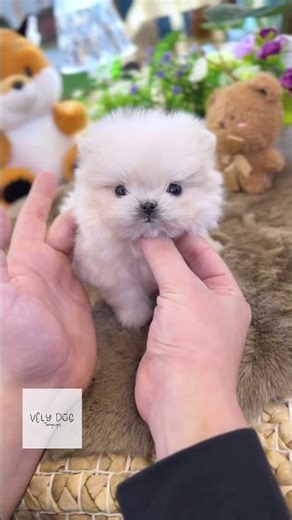 Meet Lara, a truly tiny and beautiful Maltipom😍 #maltipom #cutedog #cutepuppy #cutedogs