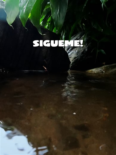 La trucha arco iris, conocida comúnmente como trucha, y cuyo nombre científico es Oncorhynchus mykiss, fue introducida en la provincia de Chiriquí en el año 1925, específicamente en ríos de zonas altas con aguas frías. Desde entonces, la especie se adaptó a los ecosistemas montañosos, dando origen a una tradición única de pesca de truchas en Chiriquí. Hoy, la pesca de truchas en Chiriquí es un reto técnico y una experiencia muy buscada por pescadores deportivos, especialmente en áreas cercanas a