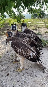 4.8M views · 30K reactions | Three Hawk eagle prepare to trainning  #falconry #falcon #hawk #bird #raptor #wildlife #nature #conservation #education #training #hunting #sport #hobby #passion #love #respect #wildfalconry #birdofprey #freedom #soaring #freedomofflight #birdattack #birdattacks | Anime | Facebook