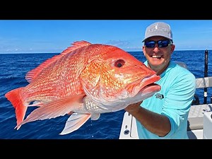 My Biggest American Red Snapper {Catch Clean Cook} Small Rod, Big Fish!