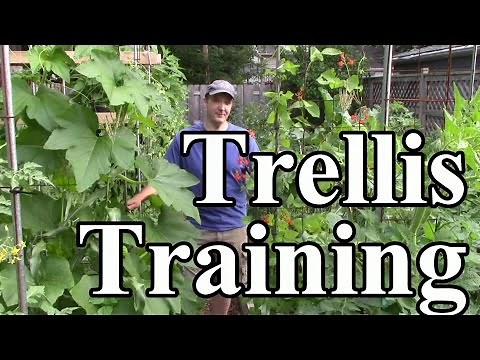 2 Min. Tip: How We Train Crops Up Trellises (Vertical Gardening)