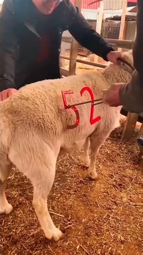 sheep numbering system viral video 🤣 #funny #funnyvideo