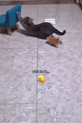 Funny cat master (@funny.cat.master)’s videos with original sound - Funny cat master