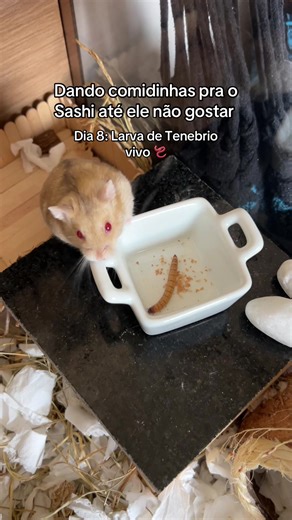 Dia 8: Larva de tenebrio vivo. Dando comidinhas até o sashi não gostar #hamster #fyp #animaldeestimação #alimentação #viral