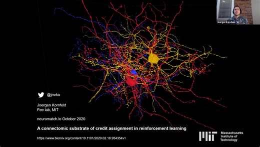 基底神经节强化学习中“信用分配”的连接组学基础 Kornfeld