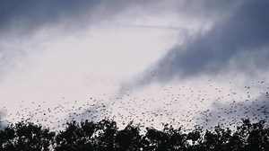 Murmuration of Common Starlings in Sky. Flocks of Birds Flying Over Trees. European Starling. Sturnus Vulgaris. Stock Footage - Video of sturnus, group: 296722912