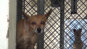 2.4K views · 292 reactions | STIMPY is so scared but he gets a little...