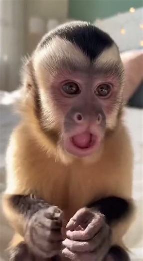 This Monkey’s Morning Routine Has America Smiling! 😂🐒🇺🇸