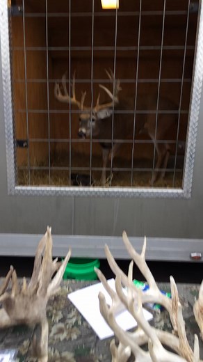 Monster bucks! 😱 #fyp #thicc #viral #foryourpage #foryou #buck #deer #hunting #outdoors