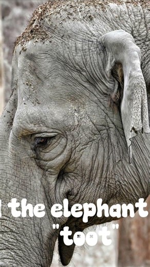 What dus da fox say?