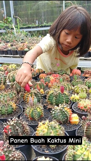 Harvest Mini Cactus Fruit for a moment #aridzone #fruitpicking #cactusfruit #cactusflowers #cactu...