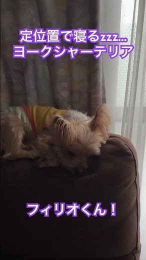 ソファーの背もたれの上の定位置で寝るヨークシャーテリアzzz...