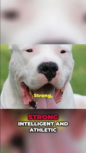 The Dogo Argentino: The Ultimate Loyal Protector