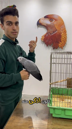 طريقه حبس البغبغان #النظافه #بغبغان #birds #البطيخ #درة #طيور #اكسبلور #معلومات