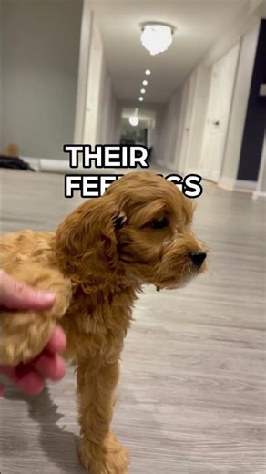 Life Is Better With Dogs Around 🐾 | The Breeders Showcase App