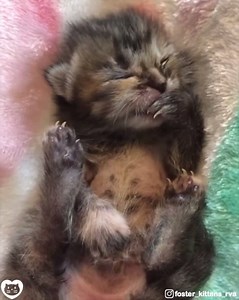 114K views · 44K reactions | Tiny kitty learns to groom <3 (courtesy: @foster_kittens_rva) | Love Meow | Facebook