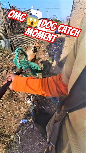 OMG 😱 Dog Catch Moment #shorts ‪@dogpublicsafety‬