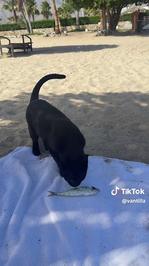 ‏Я друид | My Cat Meowing