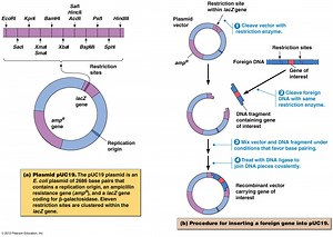 Generation of DNA fragment