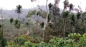 The Red Dragons of Lebialem, a separatist armed group operating the South West region, has claimed responsibility for an attack on a government military convoy in Alou on Saturday, April 24, 2021. In a video shared by the group, one could see three armoured vehicles in a convoy, the attack targetted the third one. The front view was destroyed and rendered it immovable as State forces stepped down to repel the attack, whose perpetrators seem to have manipulated it from a distance. | Cameroon News