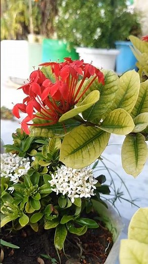 👀Must Watch: Ixora Care Tips For Endless Flowers 🌺