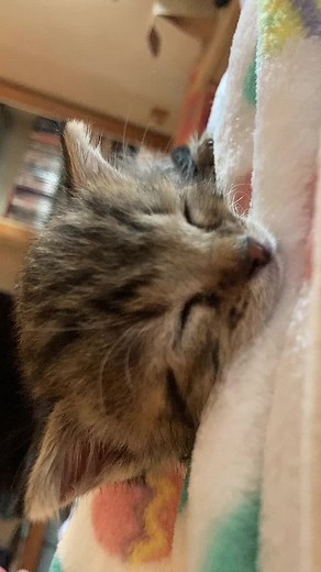 Elmo purring in his sleep💤🥱 #elmothecat #cute #kitten #fyp #purr #verycute