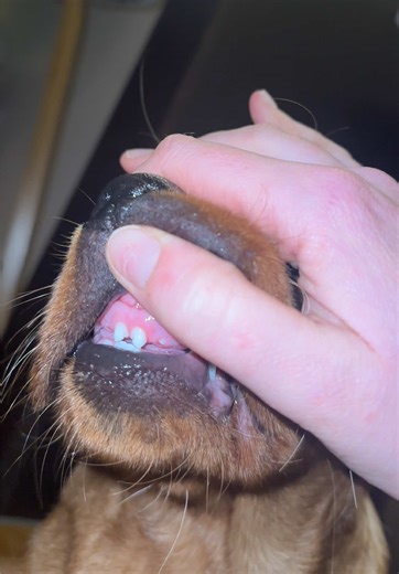 The Teefers Are Coming In Hot – Watch Now!