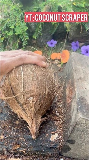 day 10 removing the coconut from its shell