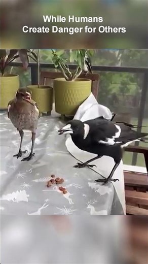 Animal Kindness vs Human Complexity