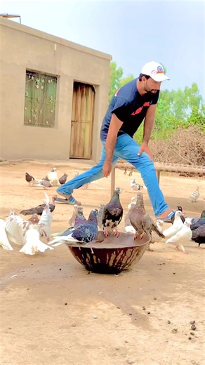 204K views · 8.8K reactions | Roller pigeons Pigeon breeds #reelsfb #reelsfyp | Sargodha pigeons | Facebook