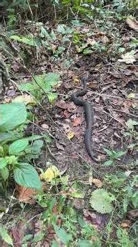 Big Western Cottonmouth headed to the swamp 100326