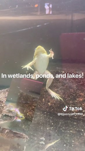 djjazzyjeff1990 on TikTok