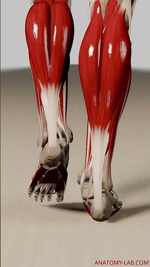 Revealing Outer Muscular Dynamics: 3D Animation Walk Cycle (Side View, Outer Muscle Layers Visible)