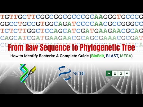 Raw Sequence to Phylogenetic Tree | MEGA Tutorial for Bacteria Identification (BioEdit, BLAST, MEGA)