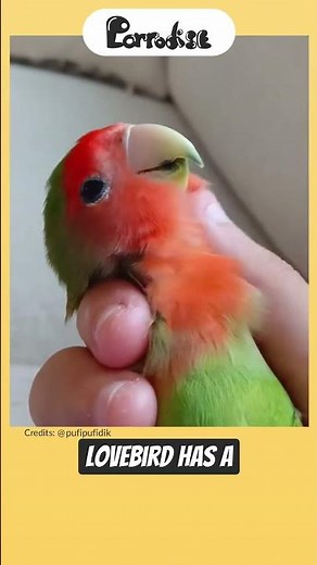 What Are The Types Of Lovebirds? 👀