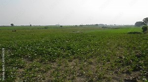 Azadirachta indica, commonly known as neem, nimtree or Indian lilac