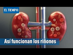 How do the kidneys work? | The Weather