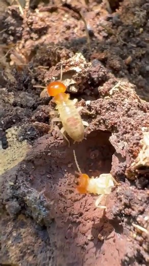 Expert Termite Inspection Services in Mackay