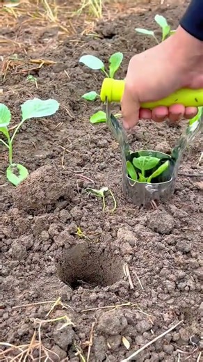 Making planting holes using handheld soil auger tool