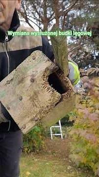Wymiana budki lęgowej. Jak zbudować? Kiedy wieszać? #garden #nestingbox #autumn #ptasiastrefa