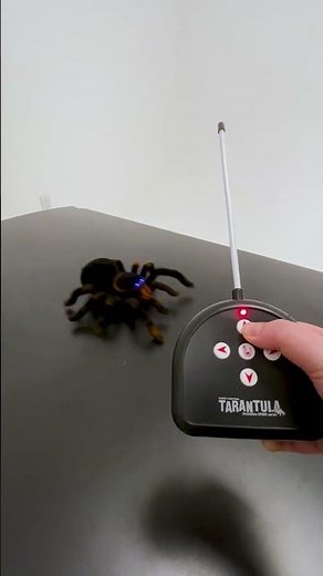 It's tarantula time! #Halloween #SpookySeason #Spider #Tarantula #Prank #Scary #RemoteControl