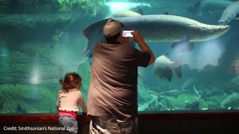 Watch this 2-meter deep-sea fish feed 100+ babies with its own body