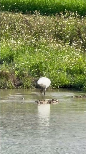 クロツラヘラサギ Black-faced Spoonbill