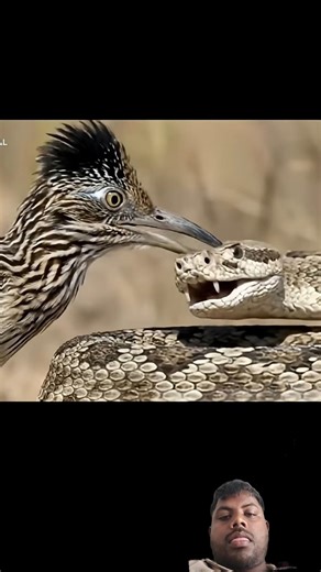 Roadrunners Bird: predators of snakes